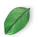 floating_leaf_01 https://greenfairy.ae/wp-content/uploads/2025/07/floating_leaf_01.png